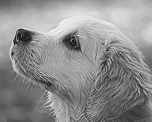dog sketch. photo to sketch maker online