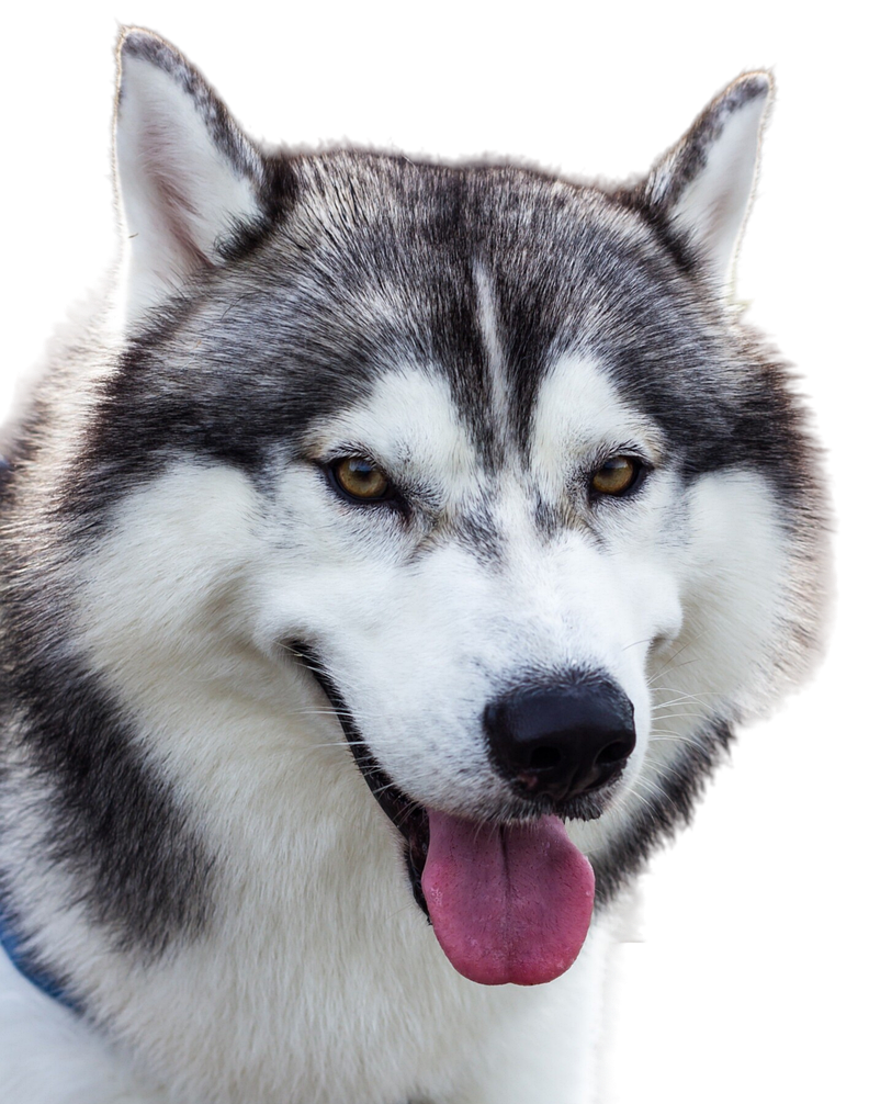 Free Online Photo To Stencil - AI-Based Art Vectorizer