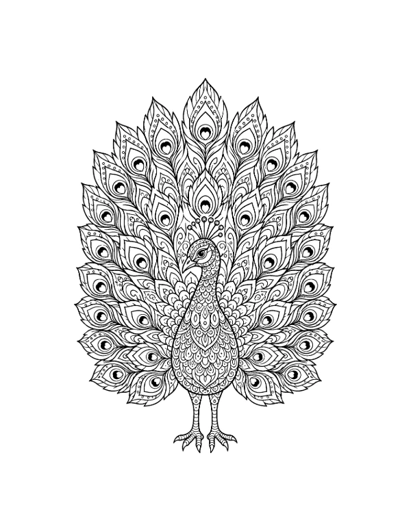 Peacock mandala coloring page printable