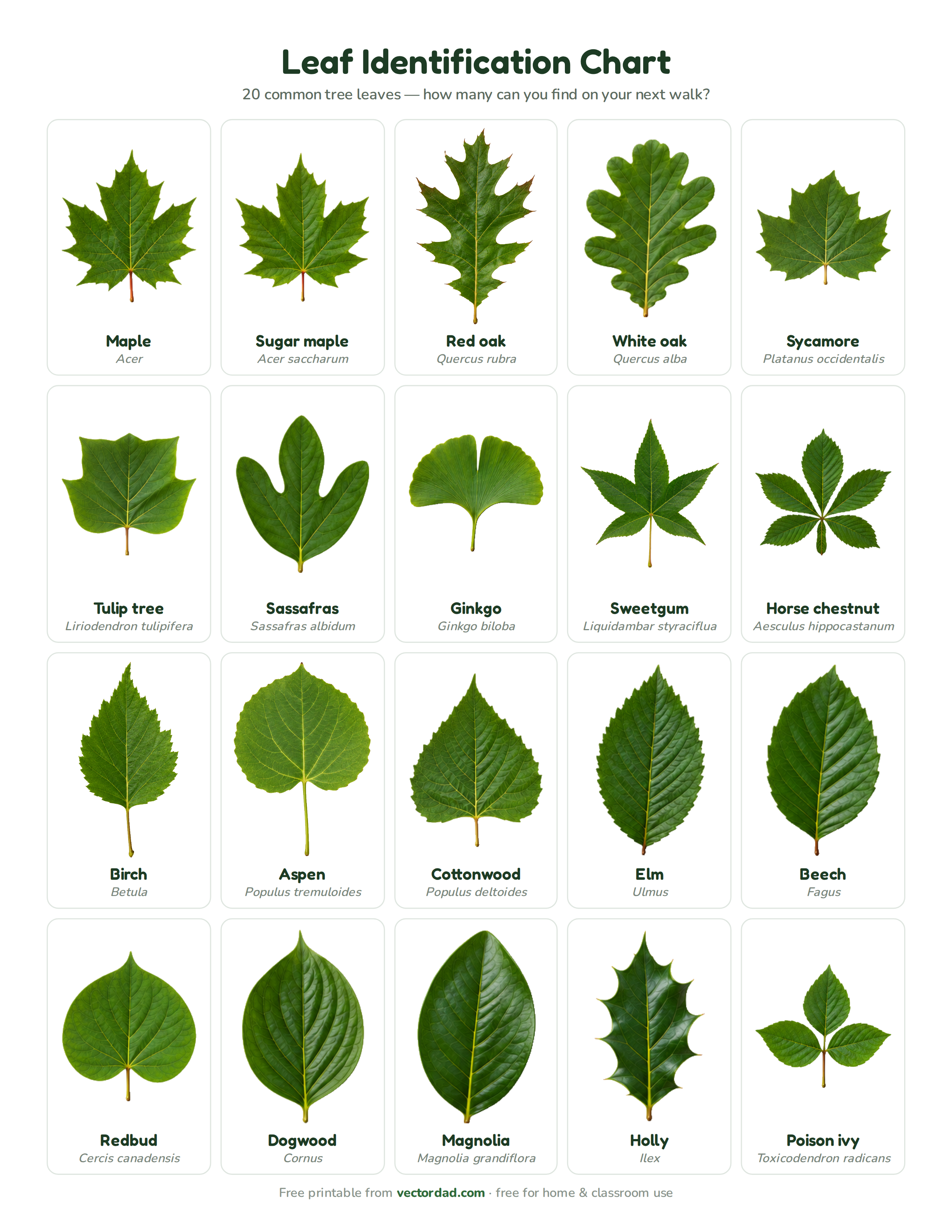 Printable leaf identification chart with 20 common tree leaves and their names