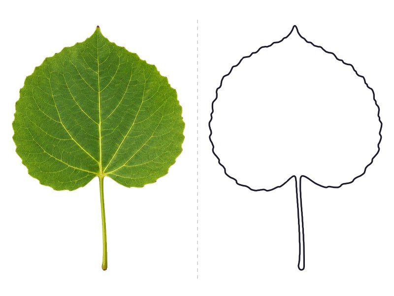 Aspen leaf next to its printable leaf template outline