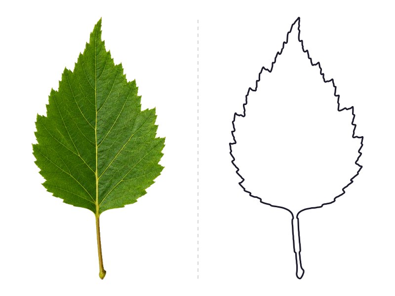 Birch leaf next to its printable leaf template outline
