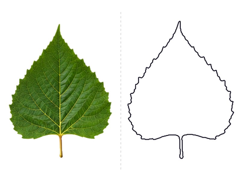 Cottonwood leaf next to its printable leaf template outline