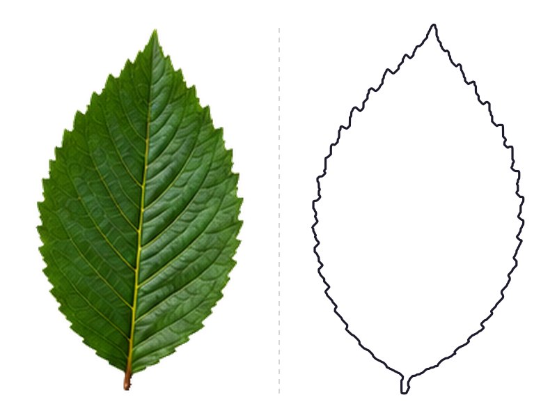 Elm leaf next to its printable leaf template outline