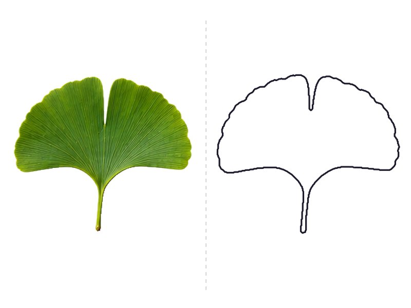 Ginkgo leaf next to its printable leaf template outline