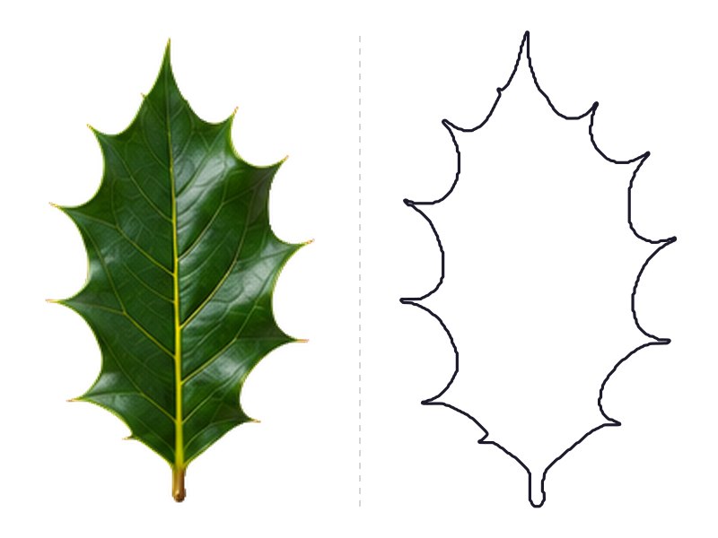 Holly leaf next to its printable leaf template outline