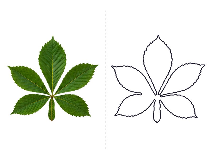 Horse chestnut leaf next to its printable leaf template outline