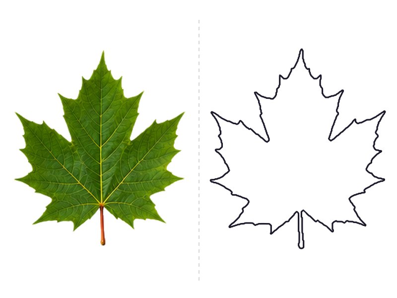 Maple leaf next to its printable leaf template outline