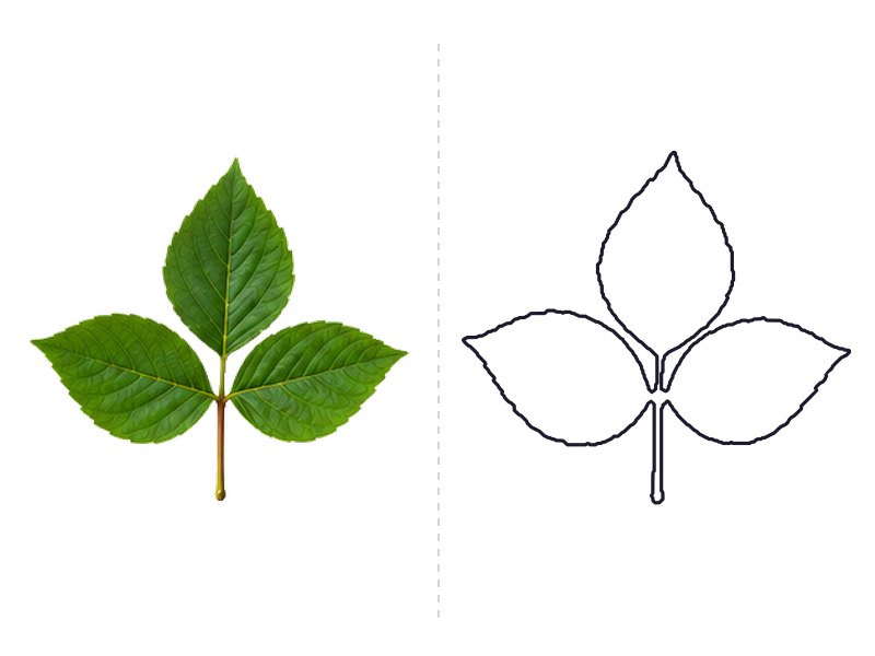 Poison ivy leaf next to its printable leaf template outline