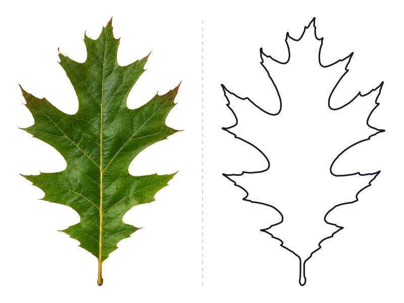 Red oak leaf next to its printable leaf template outline