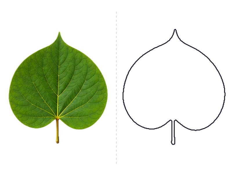 Redbud leaf next to its printable leaf template outline