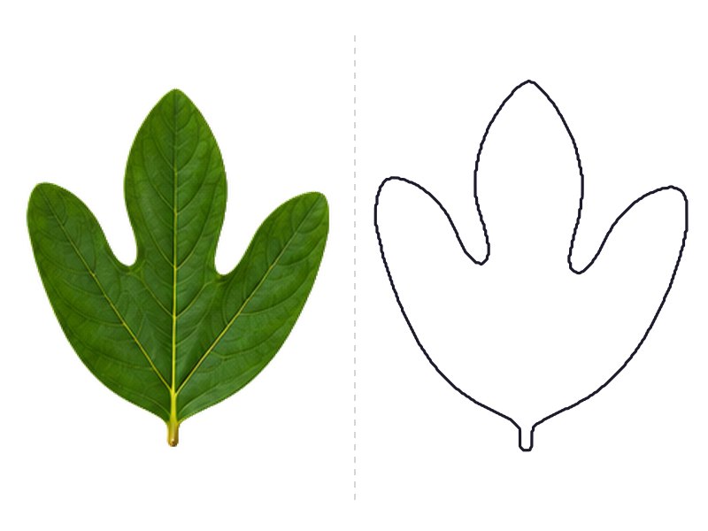 Sassafras leaf next to its printable leaf template outline