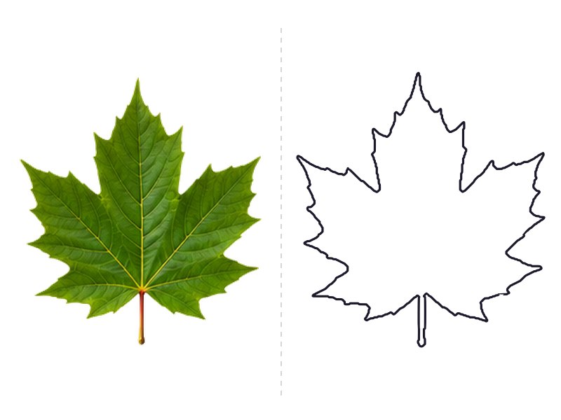 Sugar maple leaf next to its printable leaf template outline