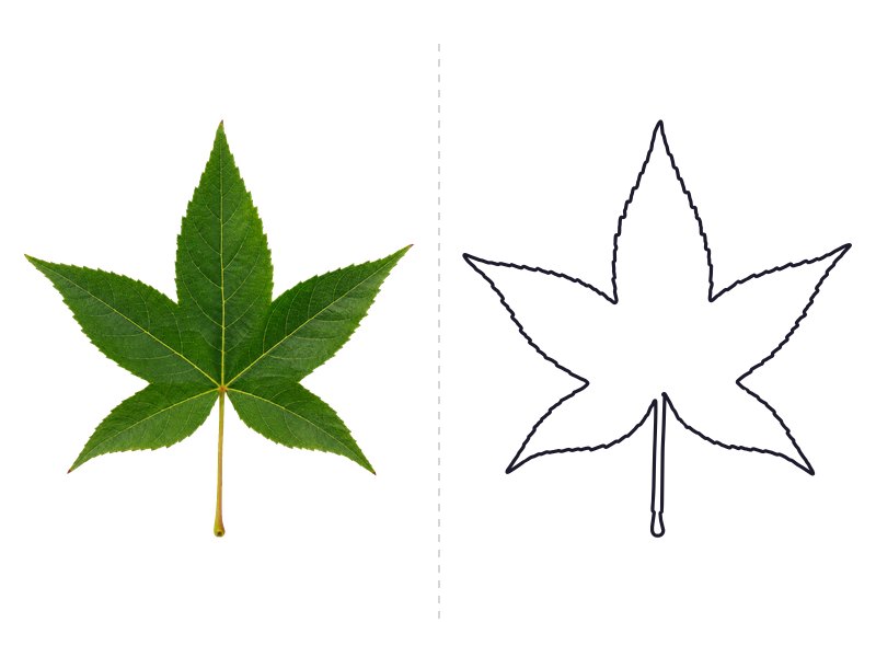 Sweetgum leaf next to its printable leaf template outline