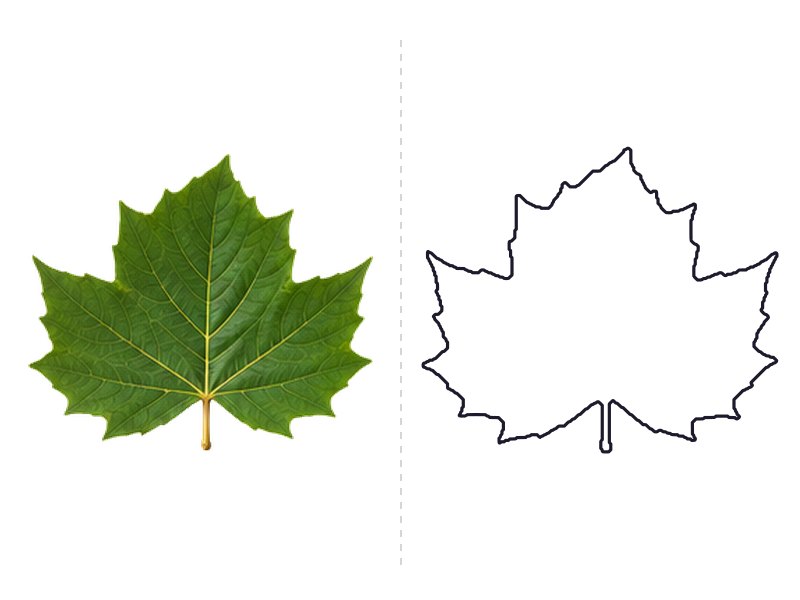 Sycamore leaf next to its printable leaf template outline