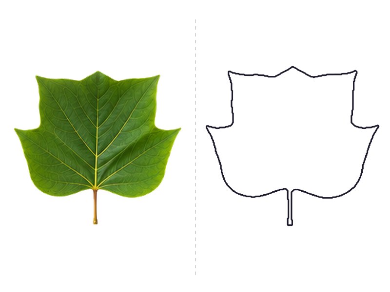 Tulip tree leaf next to its printable leaf template outline