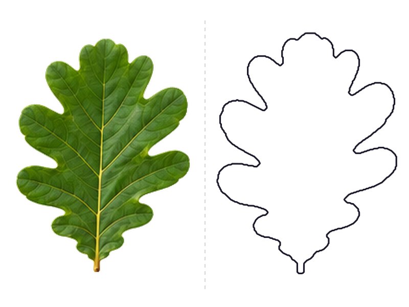 White oak leaf next to its printable leaf template outline