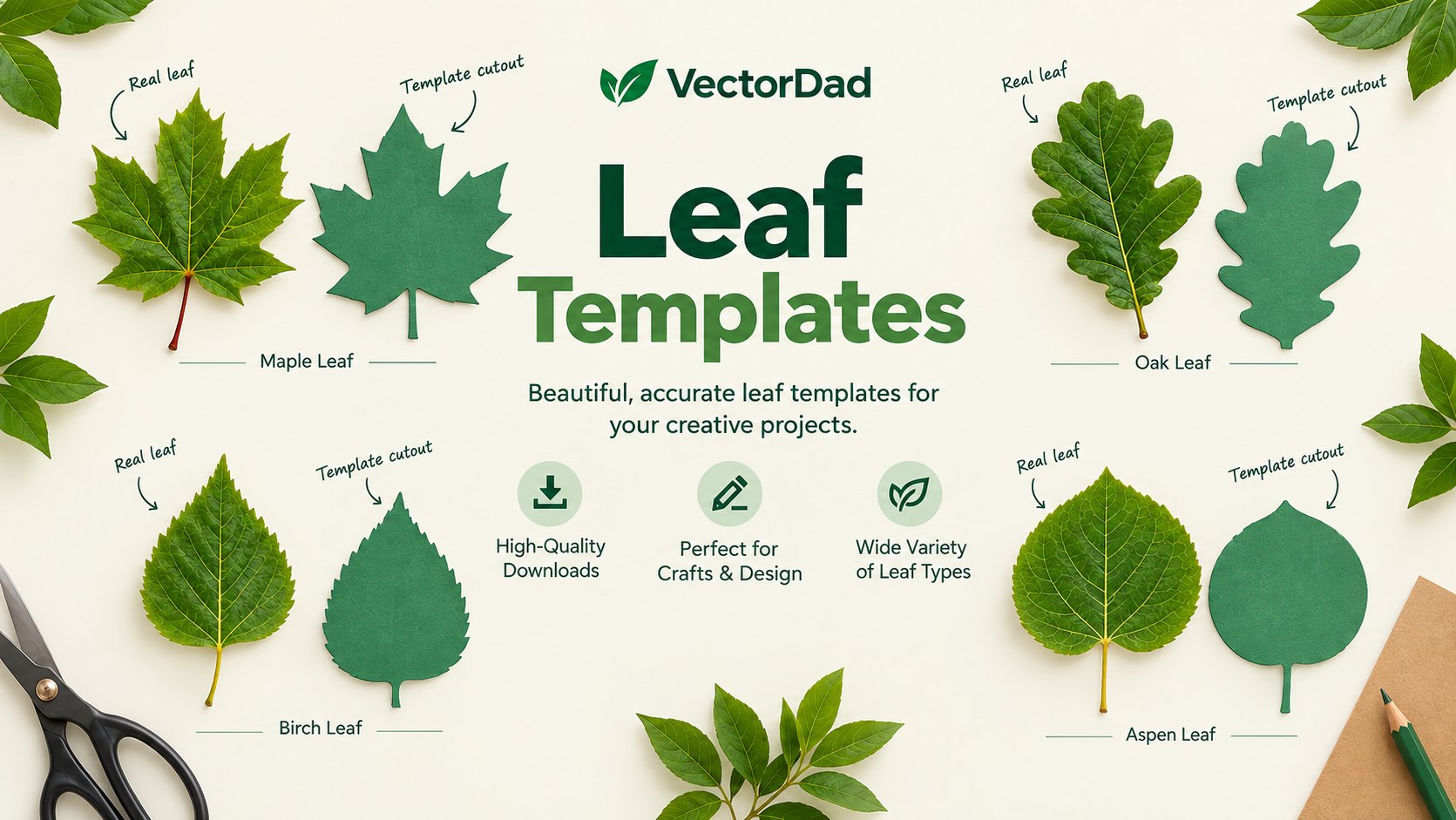 Real maple, oak, birch and aspen leaves next to their cut-out leaf templates